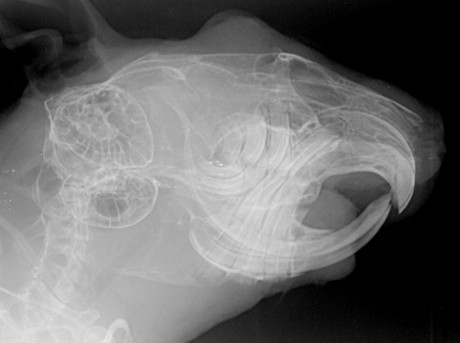 Röntgenbild Degu