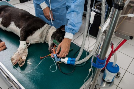 Narkotisierter Hund auf Behandlungstisch, Arzt regelt die Zufuhr von Betäubungsgas
